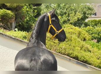 Frisones, Caballo castrado, 6 años, 165 cm, Negro