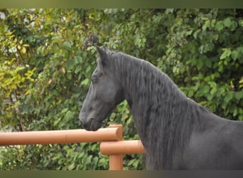 Frisones, Caballo castrado, 6 años, 165 cm, Negro