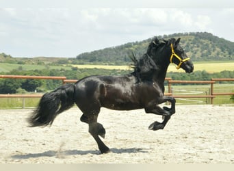 Frisones, Caballo castrado, 6 años, 165 cm, Negro