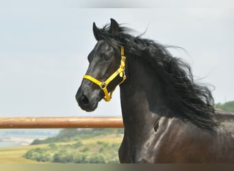 Frisones, Caballo castrado, 6 años, 165 cm, Negro