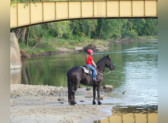 Frisones, Caballo castrado, 6 años, 165 cm, Negro