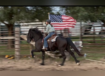Frisones, Caballo castrado, 6 años, 165 cm, Negro