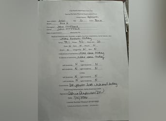 Frisones, Caballo castrado, 6 años, 165 cm, Negro