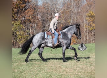 Frisones Mestizo, Caballo castrado, 6 años, 165 cm, Ruano azulado