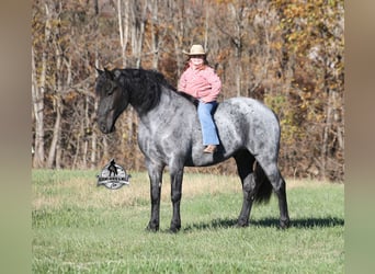 Frisones Mestizo, Caballo castrado, 6 años, 165 cm, Ruano azulado