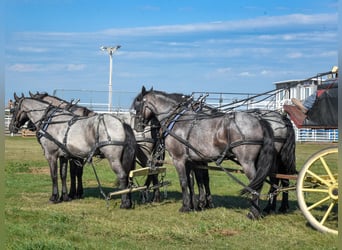 Frisones Mestizo, Caballo castrado, 6 años, 165 cm, Ruano azulado
