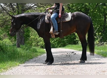 Frisones, Caballo castrado, 6 años, 168 cm, Negro