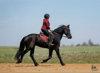 Frisones Mestizo, Caballo castrado, 6 años, 168 cm, Negro