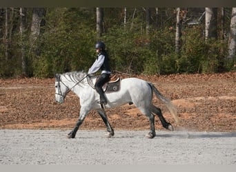 Frisones Mestizo, Caballo castrado, 6 años, 168 cm, Tordo