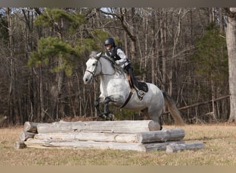Frisones Mestizo, Caballo castrado, 6 años, 168 cm, Tordo