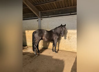 Frisones, Caballo castrado, 6 años, 169 cm, Negro