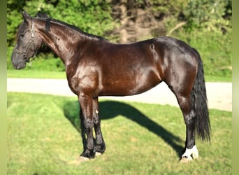 Frisones, Caballo castrado, 6 años, 170 cm, Negro