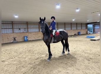 Frisones, Caballo castrado, 6 años, 170 cm, Negro