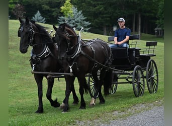 Frisones, Caballo castrado, 6 años, 170 cm, Negro