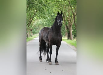 Frisones, Caballo castrado, 6 años, 174 cm, Negro
