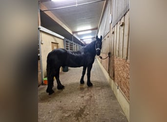 Frisones, Caballo castrado, 6 años