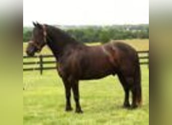 Frisones, Caballo castrado, 6 años