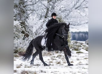 Frisones, Caballo castrado, 6 años, Castaño