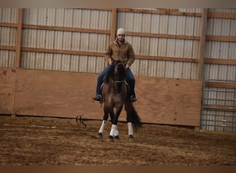 Frisones, Caballo castrado, 6 años, Grullo