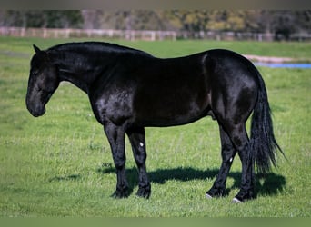 Frisones Mestizo, Caballo castrado, 6 años, Negro