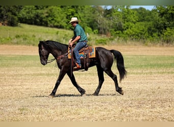 Frisones Mestizo, Caballo castrado, 6 años, Negro