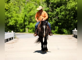 Frisones Mestizo, Caballo castrado, 6 años, Negro