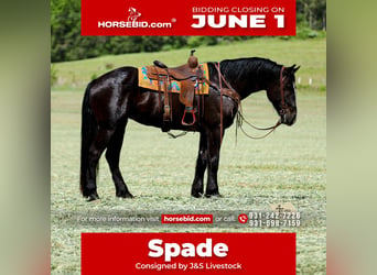 Frisones Mestizo, Caballo castrado, 6 años, Negro