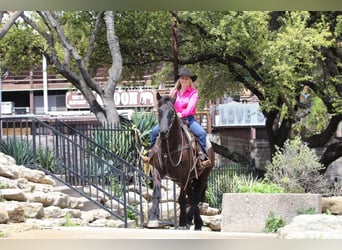 Frisones Mestizo, Caballo castrado, 6 años, Negro