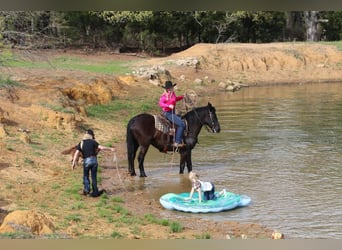 Frisones Mestizo, Caballo castrado, 6 años, Negro