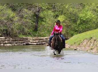 Frisones Mestizo, Caballo castrado, 6 años, Negro