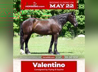 Frisones Mestizo, Caballo castrado, 6 años, Negro