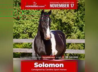 Frisones Mestizo, Caballo castrado, 6 años, Pío