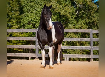 Frisones Mestizo, Caballo castrado, 6 años, Pío
