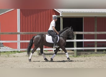Frisones Mestizo, Caballo castrado, 7 años, 147 cm, Negro