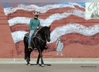 Frisones, Caballo castrado, 7 años, 152 cm, Negro