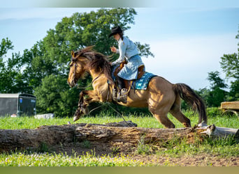 Frisones Mestizo, Caballo castrado, 7 años, 155 cm, Bayo