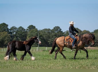 Frisones Mestizo, Caballo castrado, 7 años, 155 cm, Bayo