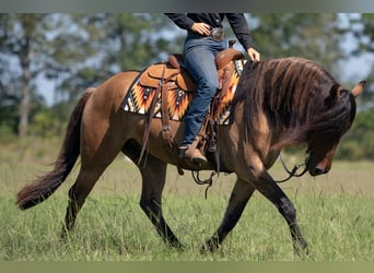 Frisones Mestizo, Caballo castrado, 7 años, 155 cm, Bayo