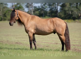 Frisones Mestizo, Caballo castrado, 7 años, 155 cm, Bayo