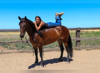 Frisones, Caballo castrado, 7 años, 155 cm, Castaño rojizo