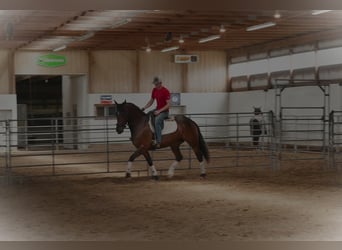 Frisones, Caballo castrado, 7 años, 155 cm, Castaño rojizo