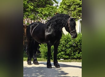 Frisones Mestizo, Caballo castrado, 7 años, 155 cm, Negro