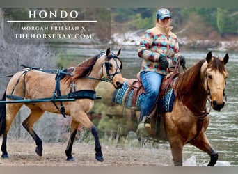 Frisones Mestizo, Caballo castrado, 7 años, 157 cm, Buckskin/Bayo