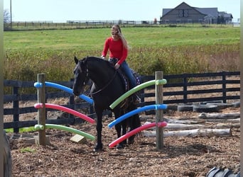 Frisones, Caballo castrado, 7 años, 157 cm, Negro