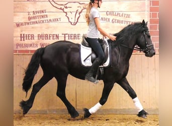 Frisones, Caballo castrado, 7 años, 158 cm, Negro