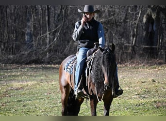 Frisones, Caballo castrado, 7 años, 160 cm, Castaño rojizo