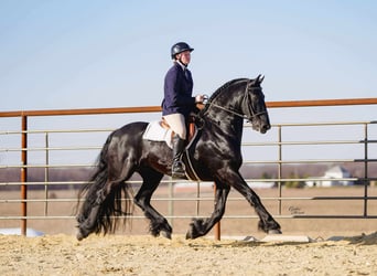 Frisones, Caballo castrado, 7 años, 160 cm, Negro