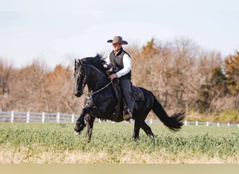 Frisones, Caballo castrado, 7 años, 160 cm, Negro