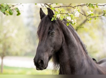 Frisones, Caballo castrado, 7 años, 162 cm, Negro