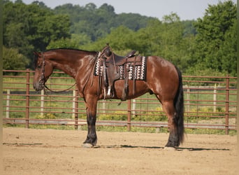 Frisones Mestizo, Caballo castrado, 7 años, 163 cm, Castaño rojizo